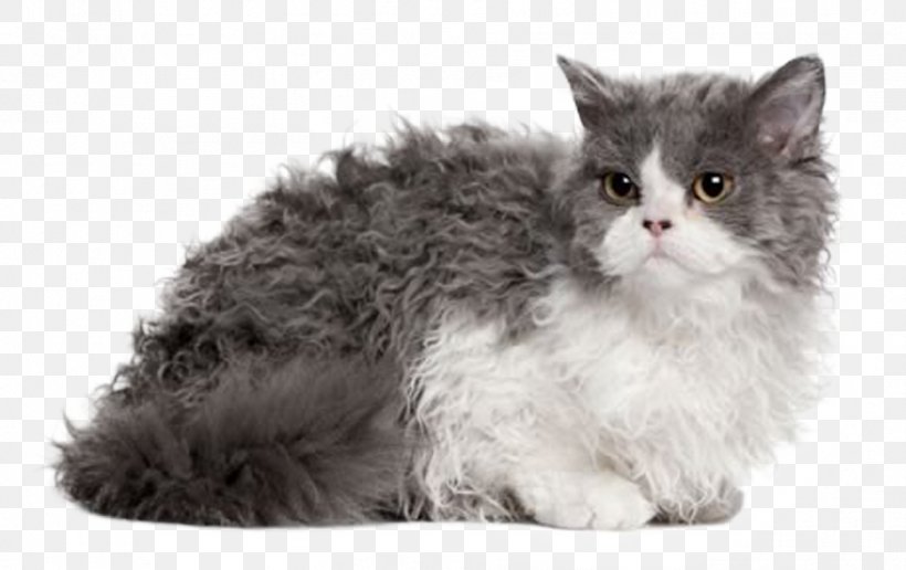 Selkirk Rex Devon Rex Munchkin Cat Persian Cat Cornish Rex, PNG, 952x600px, Selkirk Rex, American Wirehair, Asian Semi Longhair, Breed, British Semi Longhair Download Free