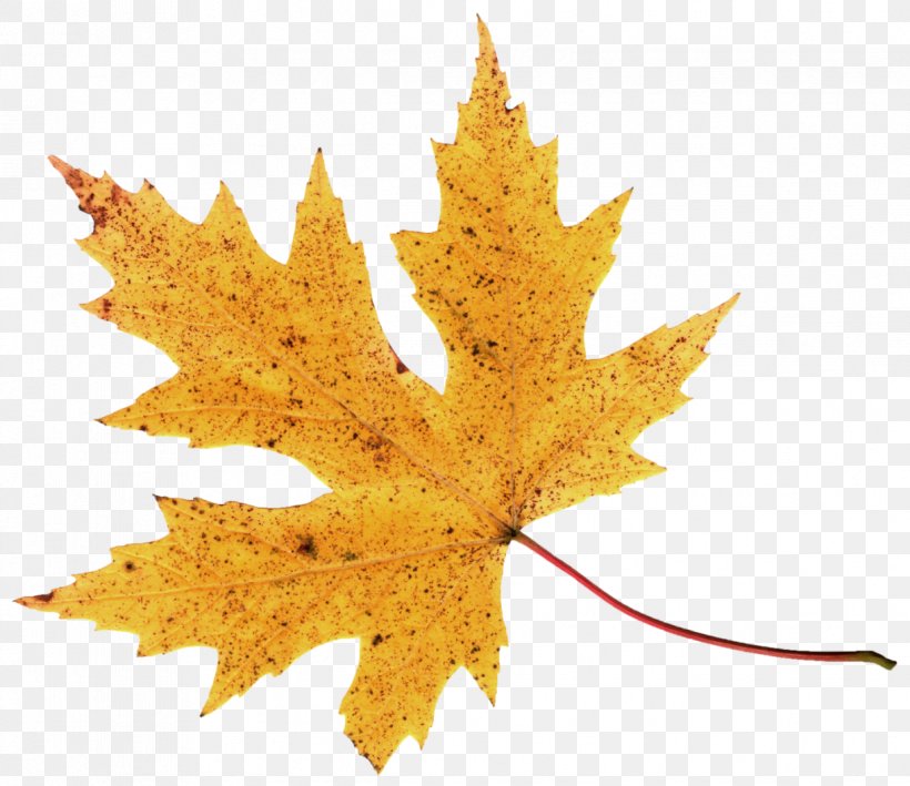 2017 Nissan LEAF Autumn Leaf Color Clip Art, PNG, 1221x1056px, Leaf, Abscission, Autumn, Autumn Leaf Color, Green Download Free
