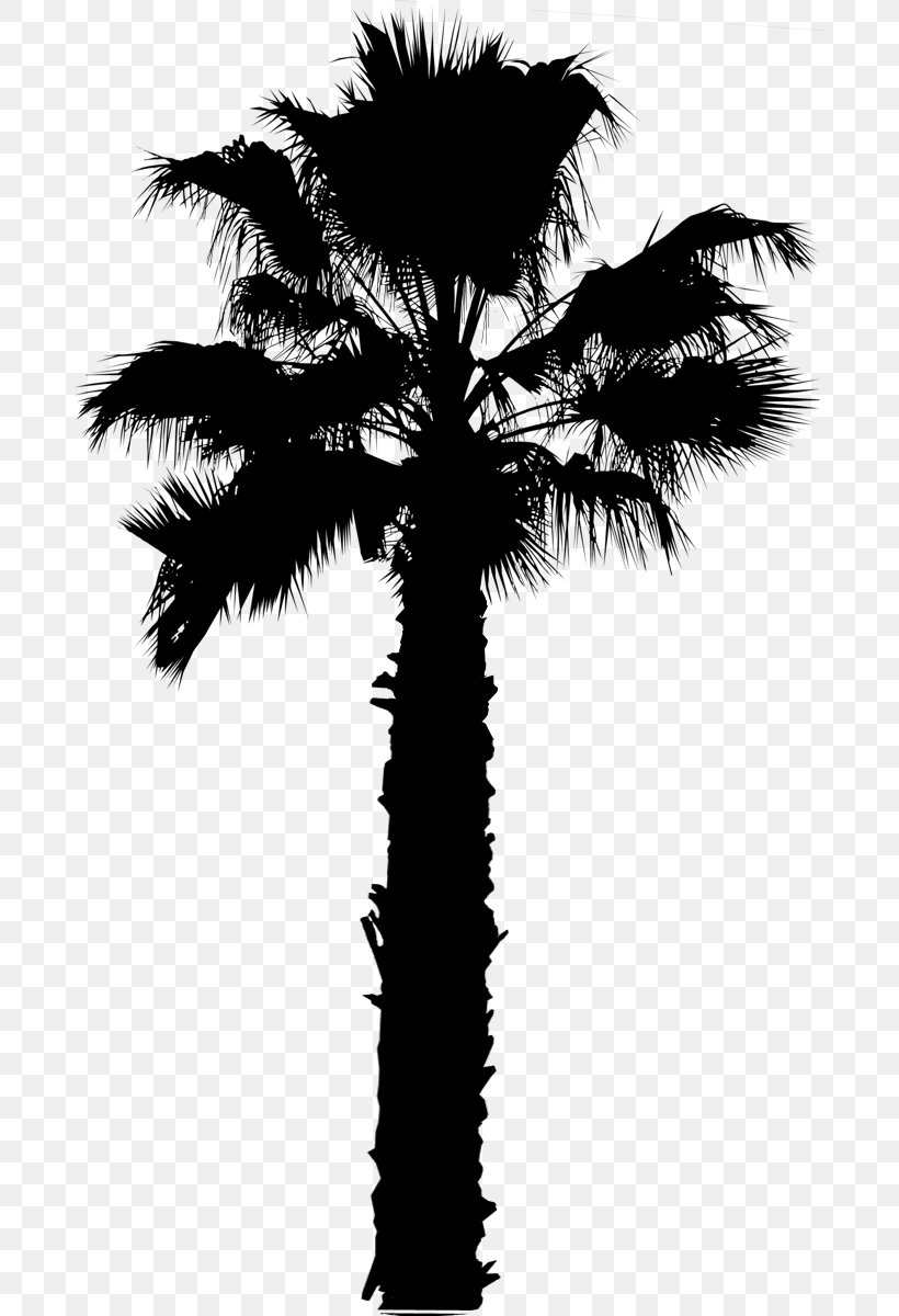 Asian Palmyra Palm Palm Trees Image, PNG, 684x1200px, Asian Palmyra Palm, Arecales, Attalea Speciosa, Blackandwhite, Borassus Flabellifer Download Free