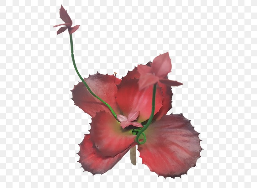 Hibiscus Petal Family Plant Stem P!nk, PNG, 800x600px, Hibiscus, Family, Flower, Flowering Plant, Mallow Family Download Free