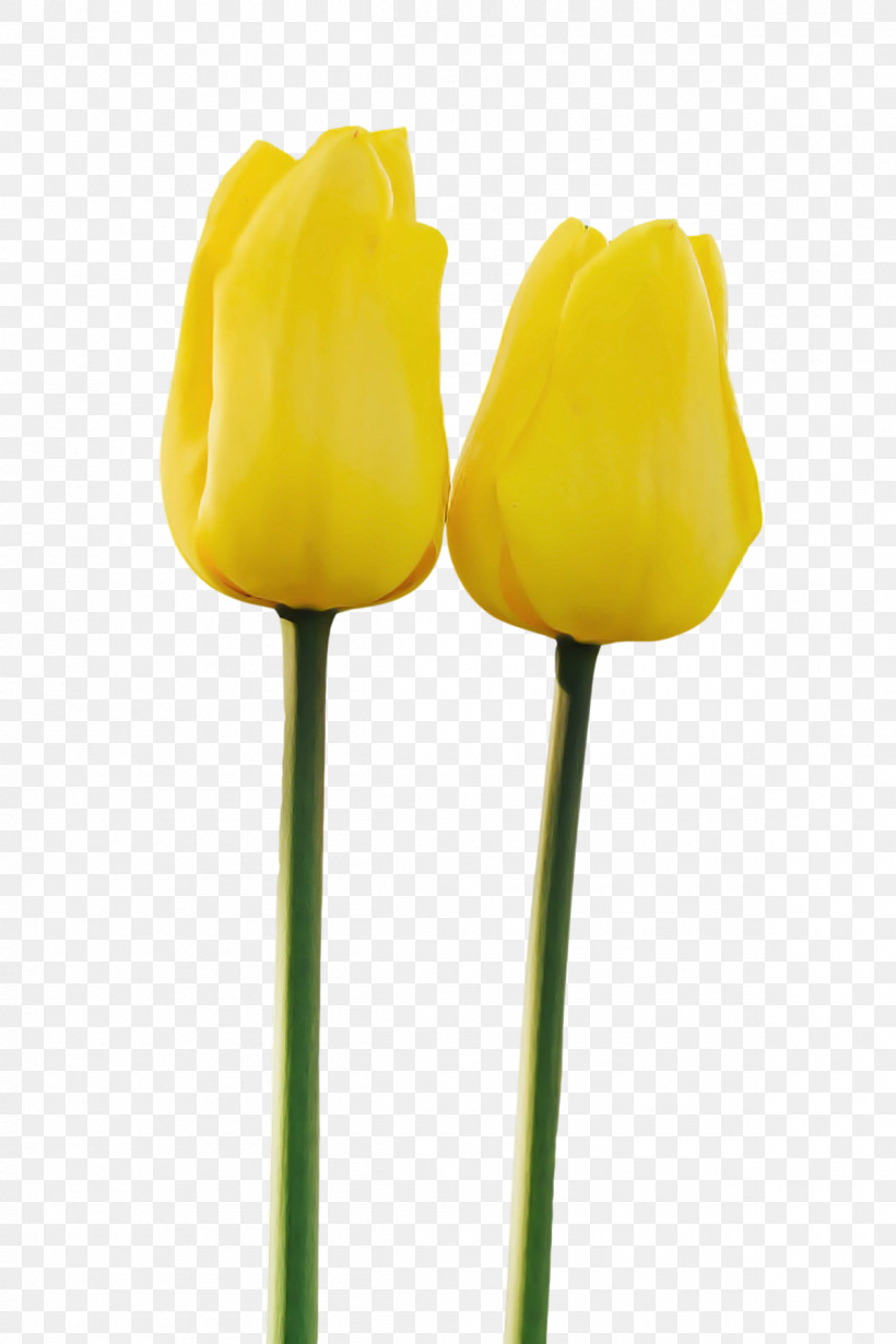 Tulip Plant Stem Flower Yellow Cut Flowers, PNG, 1200x1800px, Tulip, Bud, Crop, Cut Flowers, Flower Download Free
