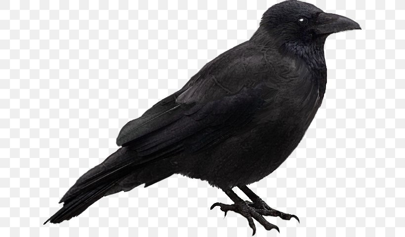 Carrion Crow Bird Rook Image Raven, PNG, 644x480px, Carrion Crow, American Crow, Beak, Bird, Blackbird Download Free