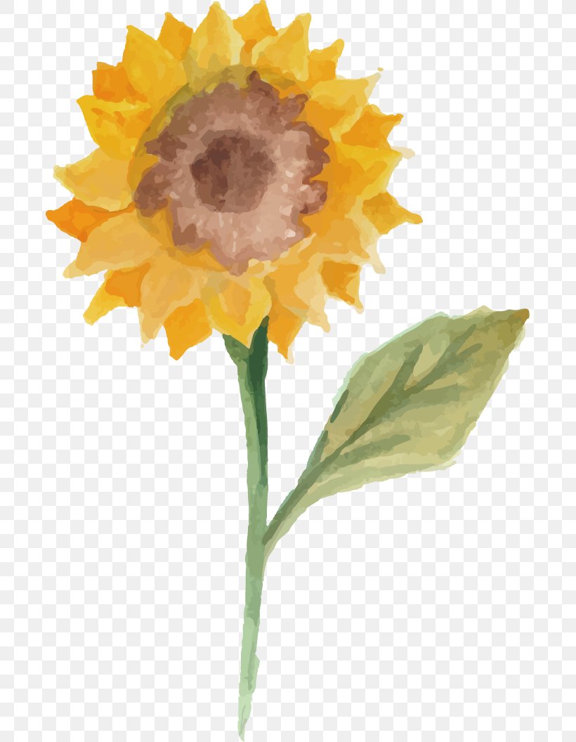 Common Sunflower Watercolor Painting Illustration, PNG, 689x1056px, Common Sunflower, Daisy Family, Flower, Flowering Plant, Painting Download Free