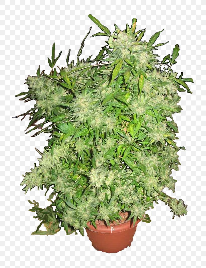 Tree Flowerpot Cannabis Houseplant Evergreen, PNG, 800x1067px, Tree, Cannabis, Evergreen, Family, Flowerpot Download Free