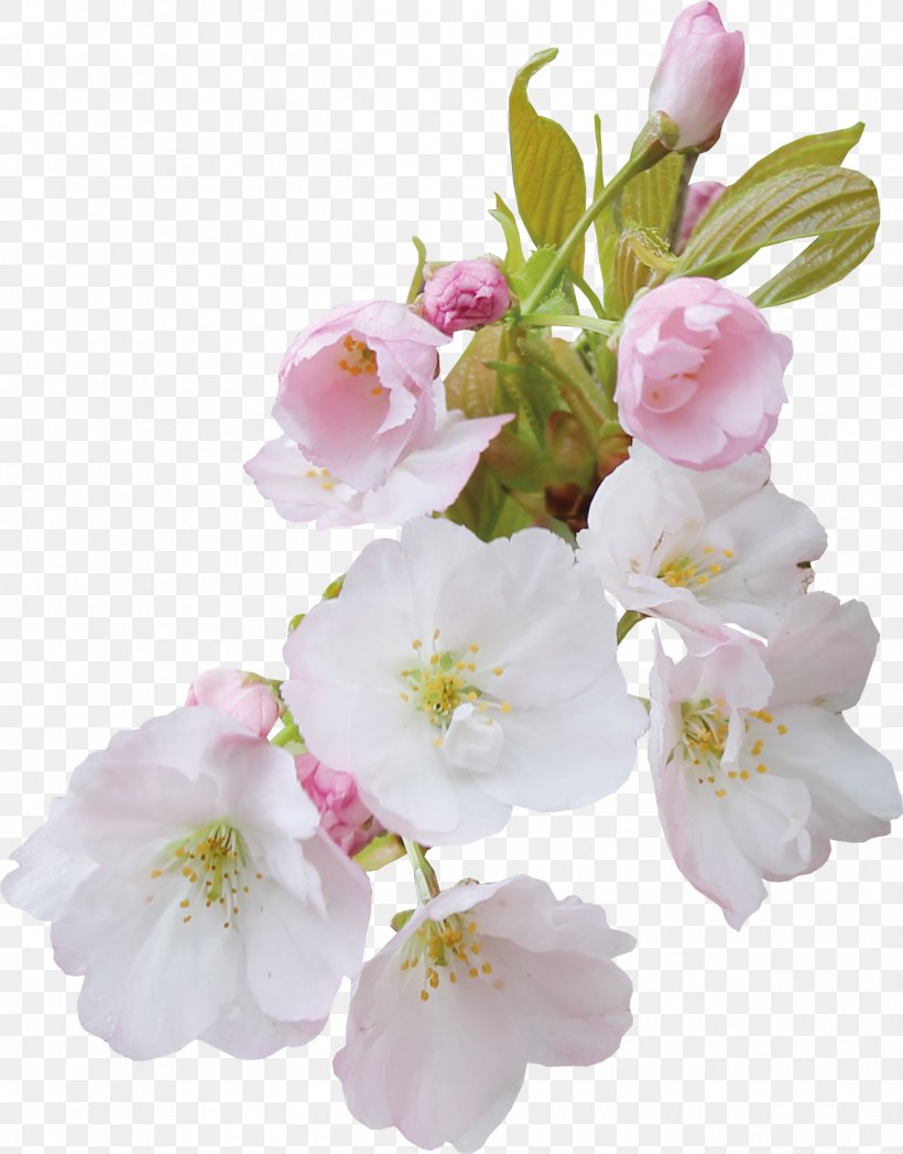 Flower Blossom Clip Art, PNG, 1298x1658px, Flower, Apples, Blossom, Branch, Cerasus Download Free