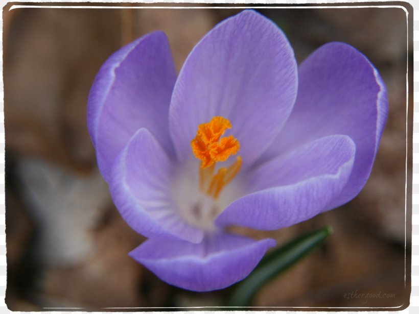 Flowering Plant Violet Purple Lilac Crocus, PNG, 2949x2212px, Flowering Plant, Closeup, Crocus, Flower, Iridaceae Download Free