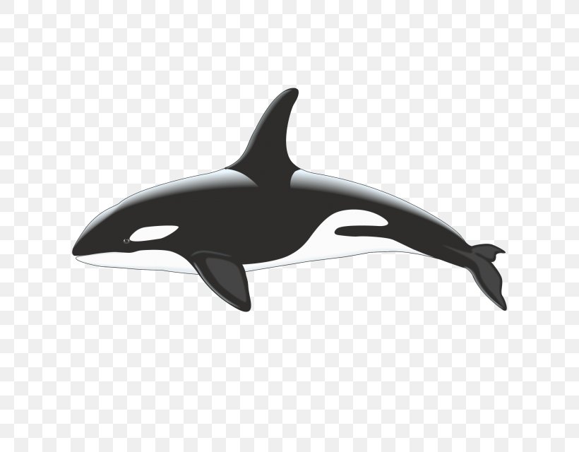 Killer Whale Cetacea Stock Photography, PNG, 640x640px, Killer Whale, Automotive Design, Blue Whale, Cetacea, Common Bottlenose Dolphin Download Free