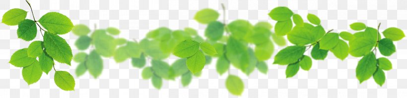 Leaf Download Green, PNG, 5011x1218px, Leaf, Grass, Green, Herb, Leaf Vegetable Download Free