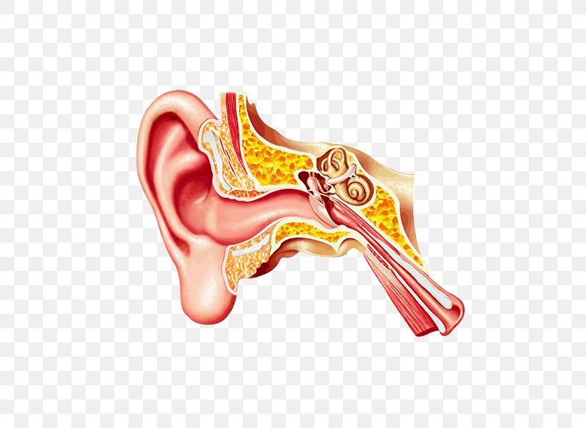 Middle Ear Eardrum Ear Canal Earwax, PNG, 600x600px, Watercolor, Cartoon, Flower, Frame, Heart Download Free