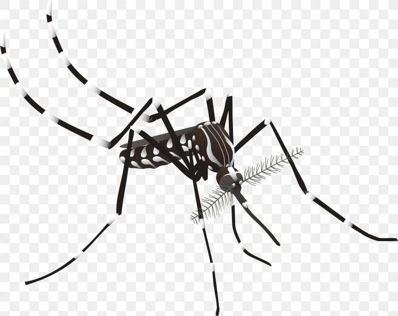 Aedes Albopictus Yellow Fever Mosquito Dengue Zika Virus, PNG, 2332x1849px, Aedes Albopictus, Aedes, Arachnid, Arthropod, Black And White Download Free
