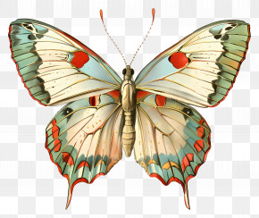Butterfly - Decorative Butterfly With Colored Wings PNG