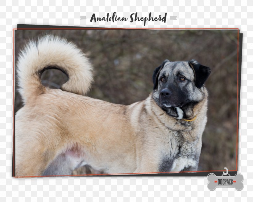 Dog Breed Anatolian Shepherd Caucasian Shepherd Dog Newfoundland Dog German Shepherd, PNG, 1000x800px, Dog Breed, Anatolian Shepherd, Boerboel, Breed, Carnivoran Download Free