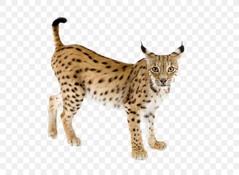Eurasian Lynx Bobcat Iberian Lynx Felidae Canada Lynx, PNG, 772x600px, Eurasian Lynx, Big Cats, Bobcat, Canada Lynx, Carnivora Download Free