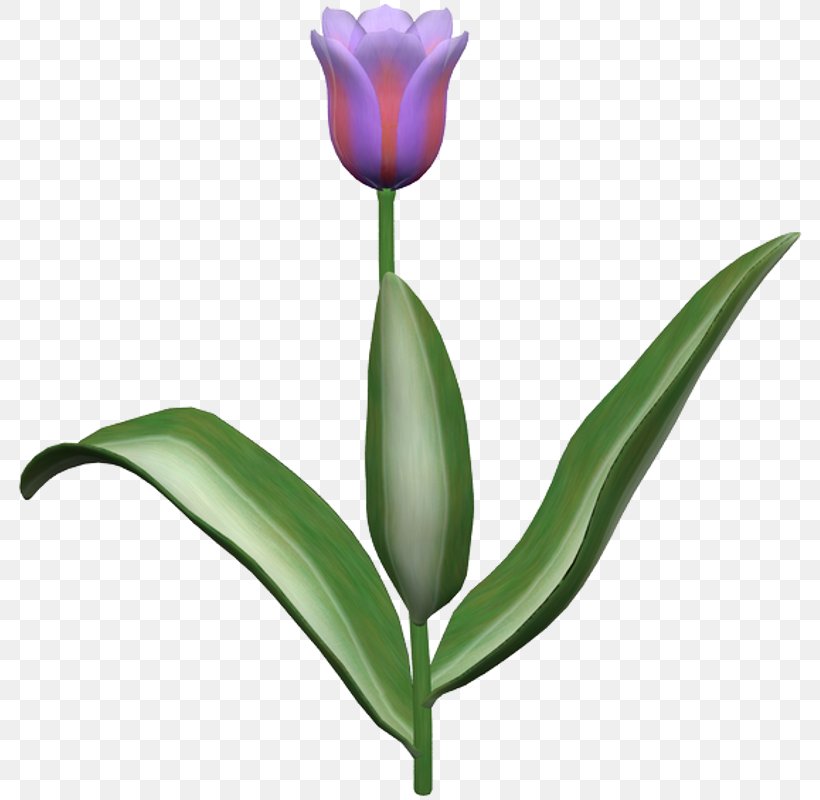 Tulip Cut Flowers Plant Stem Petal, PNG, 789x800px, 1111, Tulip, Botany, Bud, Cut Flowers Download Free