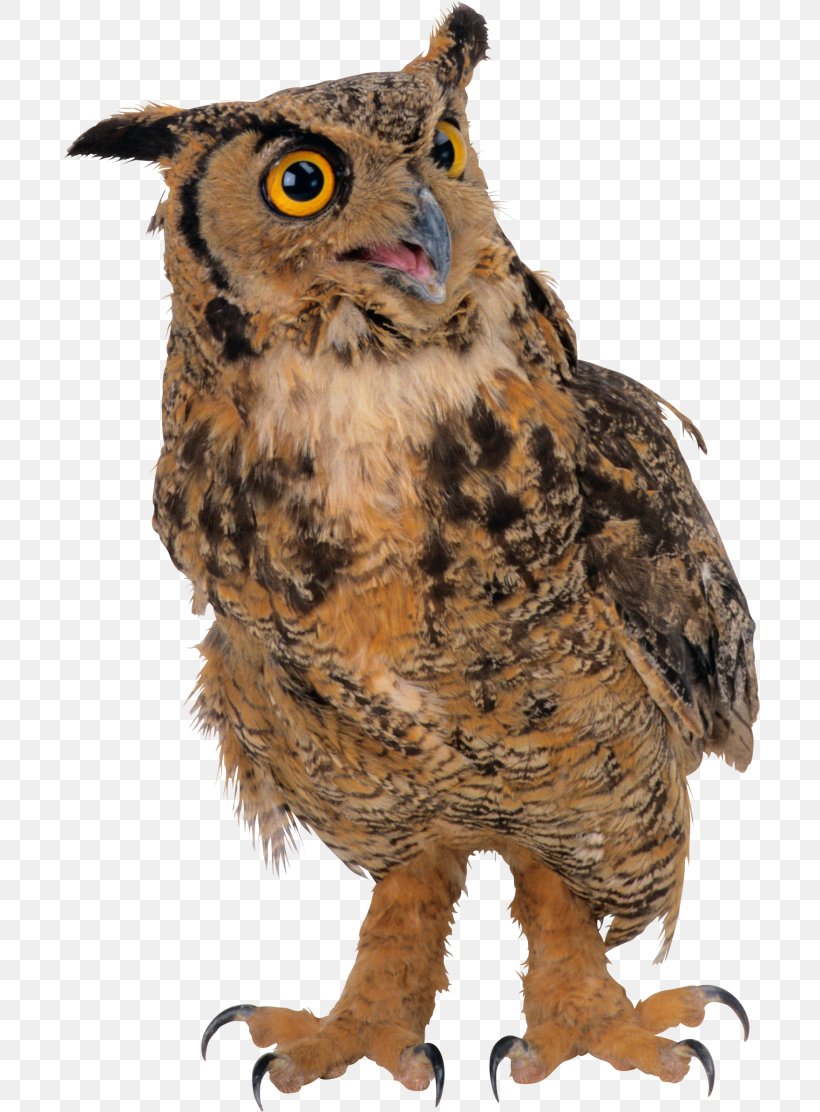 Owl Clip Art Bird Image, PNG, 700x1112px, Owl, Barred Owl, Beak, Bird, Bird Of Prey Download Free
