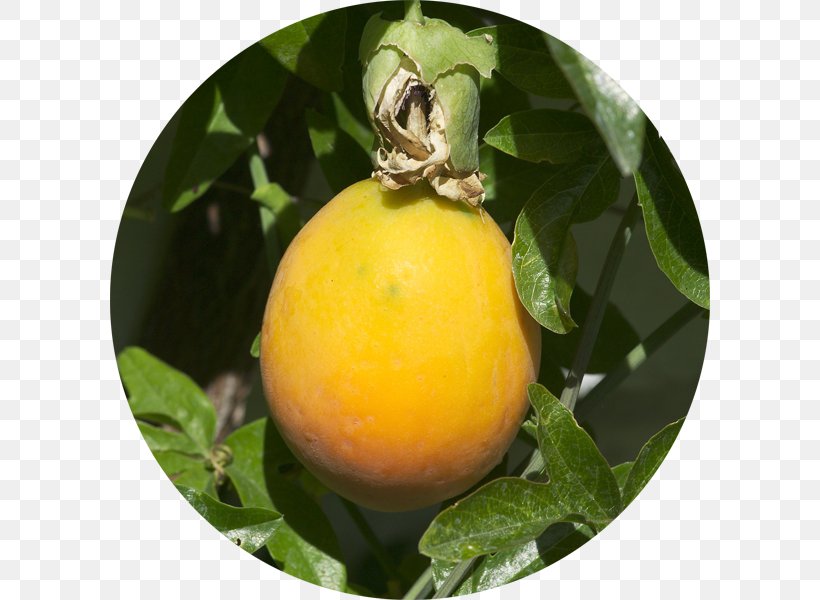 Passion Flower Meyer Lemon Rangpur Tangelo, PNG, 600x600px, Passion Flower, Bitter Orange, Citron, Citrus, Diospyros Download Free