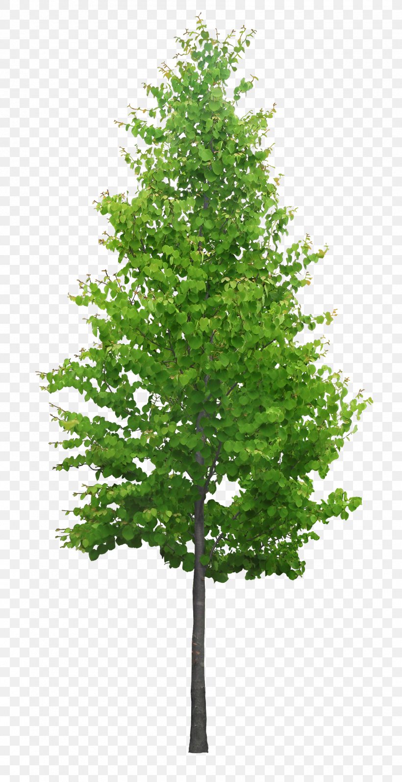 3D Modeling Tree SketchUp 3D Computer Graphics Cedar, PNG, 1800x3500px, 3d Computer Graphics, 3d Modeling, Architectural Rendering, Architecture, Branch Download Free