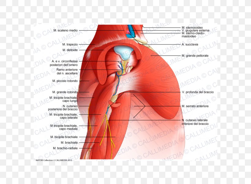 Arm Shoulder Deltoid Muscle Diagram Nerve, PNG, 600x600px, Watercolor, Cartoon, Flower, Frame, Heart Download Free
