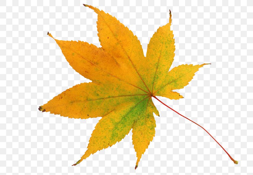 Autumn Leaf Color Image Yellow Clip Art, PNG, 800x567px, Leaf, Autumn, Autumn Leaf Color, Flower, Green Download Free