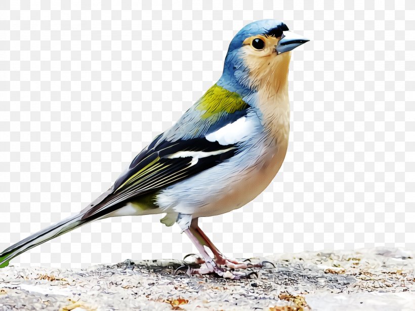 Bird Beak Songbird Finch Brambling, PNG, 2308x1732px, Bird, Beak, Brambling, Emberizidae, Finch Download Free