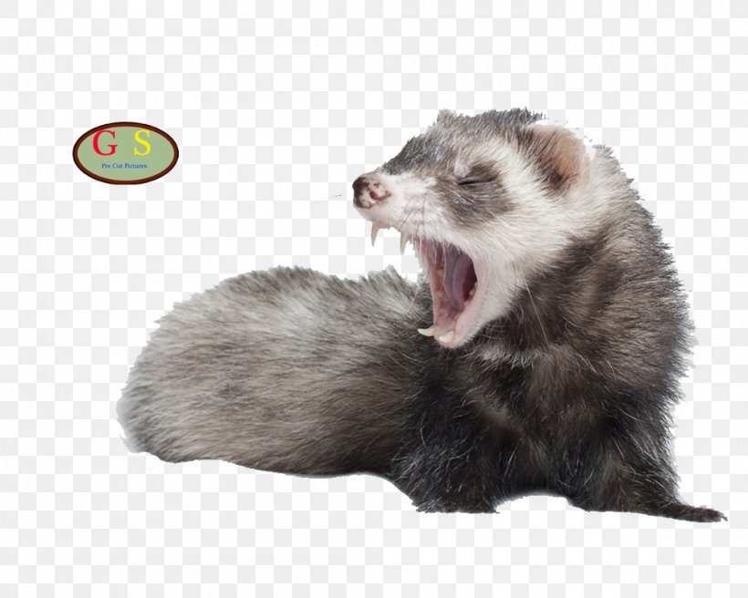 Black-footed Ferret Cat Otter Dog, PNG, 1000x800px, Ferret, Animal, Badger, Black Footed Ferret, Blackfooted Ferret Download Free