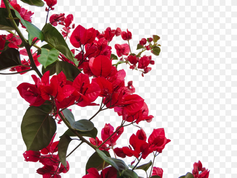 Floral Design, PNG, 1200x900px, Annual Plant, Branching, Cut Flowers, Family, Floral Design Download Free