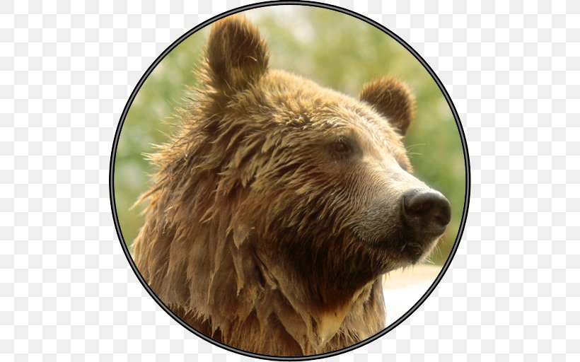 Grizzly Bear Wildlife Alaska Peninsula Brown Bear Terrestrial Animal, PNG, 512x512px, Grizzly Bear, Alaska Peninsula Brown Bear, Animal, Bear, Brown Bear Download Free