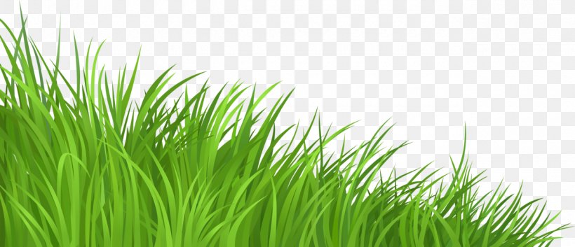 Lawn Clip Art, PNG, 1280x552px, Lawn, Chrysopogon Zizanioides, Commodity, Dots Per Inch, Grass Download Free
