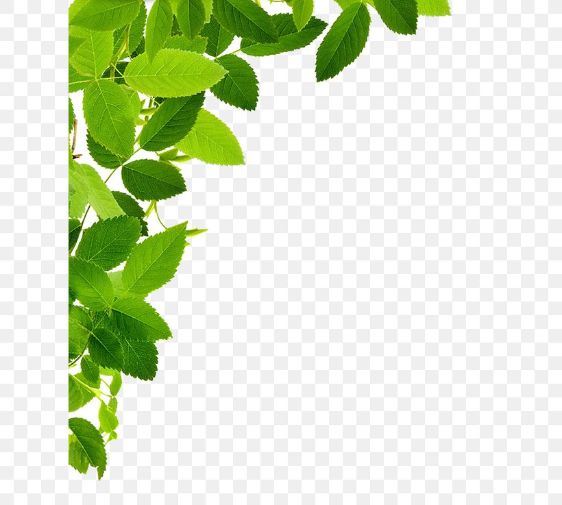 Leaf Clip Art, PNG, 619x737px, Leaf, Branch, Grass, Green, Herb Download Free