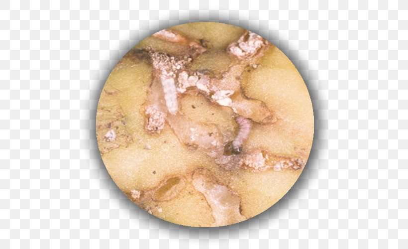Potato Phthorimaea Operculella Apple Tuber Ravageurs De La Pomme De Terre, PNG, 500x500px, Potato, Apple, Crop Yield, Dish, Downy Mildew Download Free