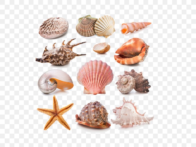 Seashell Stock Photography Conch, PNG, 583x616px, Seashell, Animal Product, Animal Source Foods, Clam, Clams Oysters Mussels And Scallops Download Free