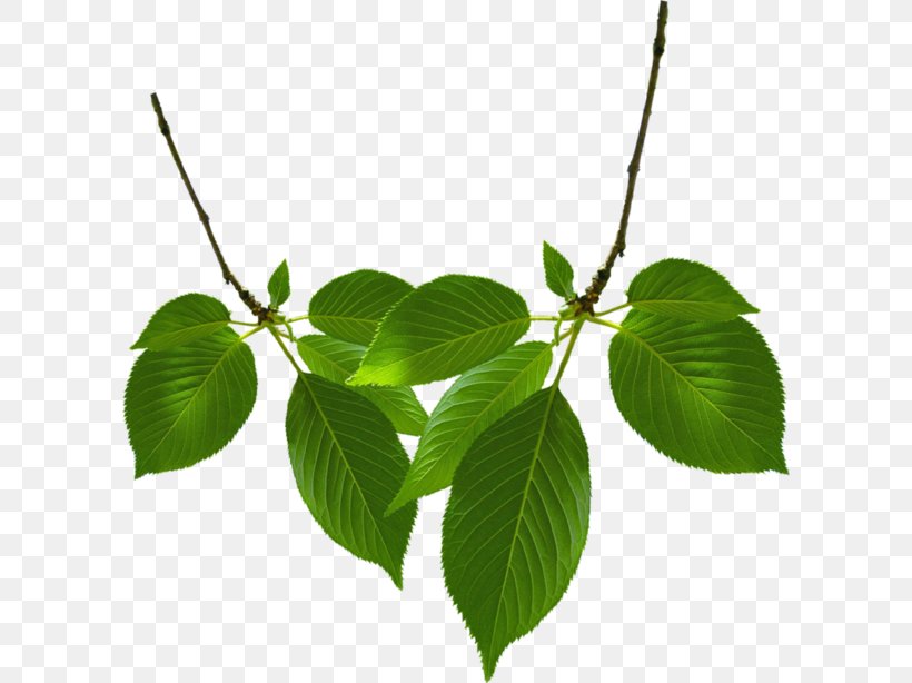 Twig Leaf, PNG, 600x614px, Twig, Branch, Digital Image, Leaf, Plant Download Free