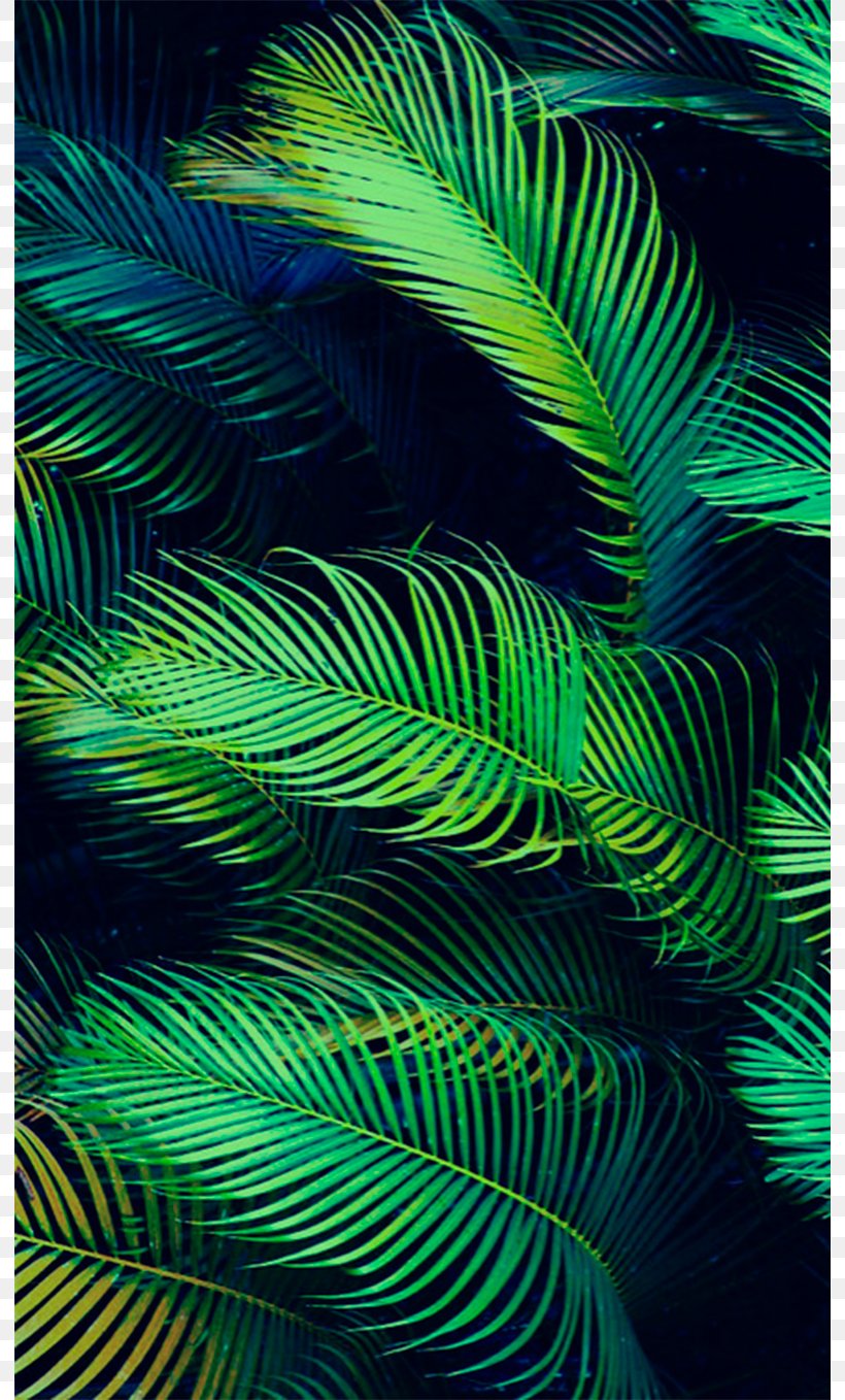 Arecaceae Leaf Palm Branch Tropics Wallpaper, PNG, 792x1358px, Arecaceae, Arecales, Bark, Close Up, Feather Download Free