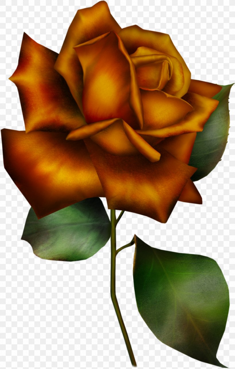 Clip Art Garden Roses Flower, PNG, 1233x1935px, Rose, Botany, Bud, Cut Flowers, Drawing Download Free