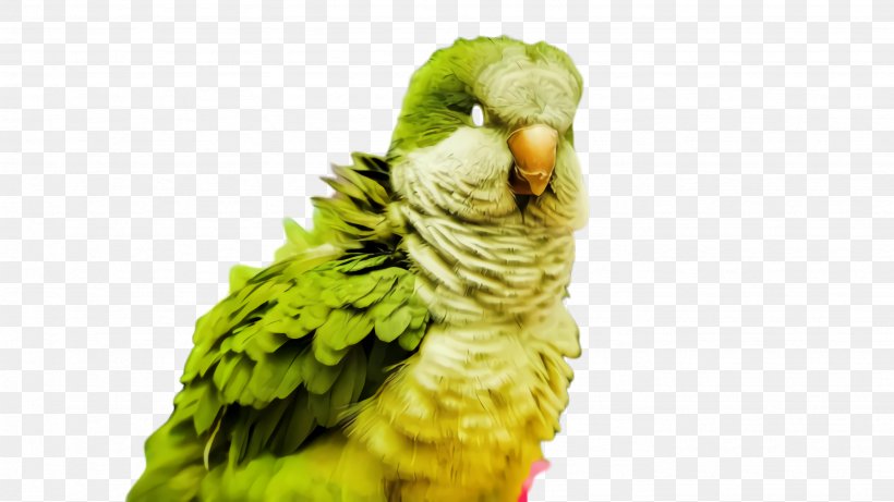 Colorful Background, PNG, 2668x1500px, Parrot, Beak, Bird, Budgie, Closeup Download Free