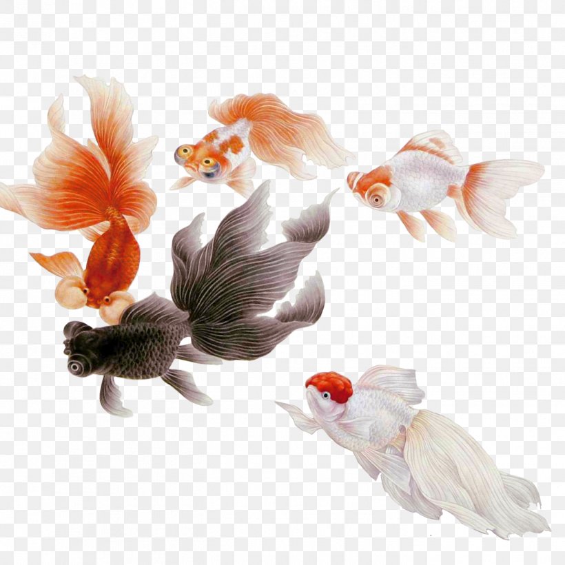 Goldfish Common Carp, PNG, 1417x1417px, Koi, Carp, Color, Common Carp, Fish Download Free