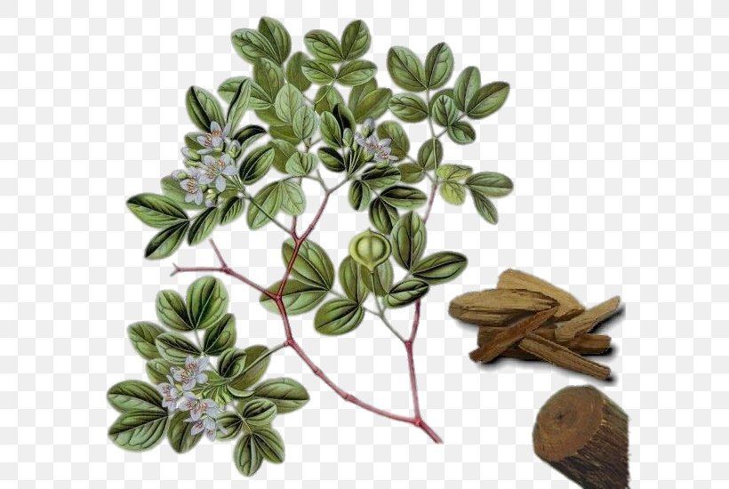 Guaiacum Officinale Guaiacum Sanctum Lignum Vitae Officinalis Tree, PNG, 602x550px, Guaiacum Officinale, Bindii, Guaiacum, Herb, Herbal Download Free