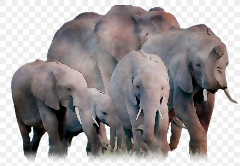 Indian Elephant African Elephant Terrestrial Animal Fauna, PNG, 1802x1252px, Indian Elephant, African Elephant, Animal, Curtiss C46 Commando, Elephant Download Free