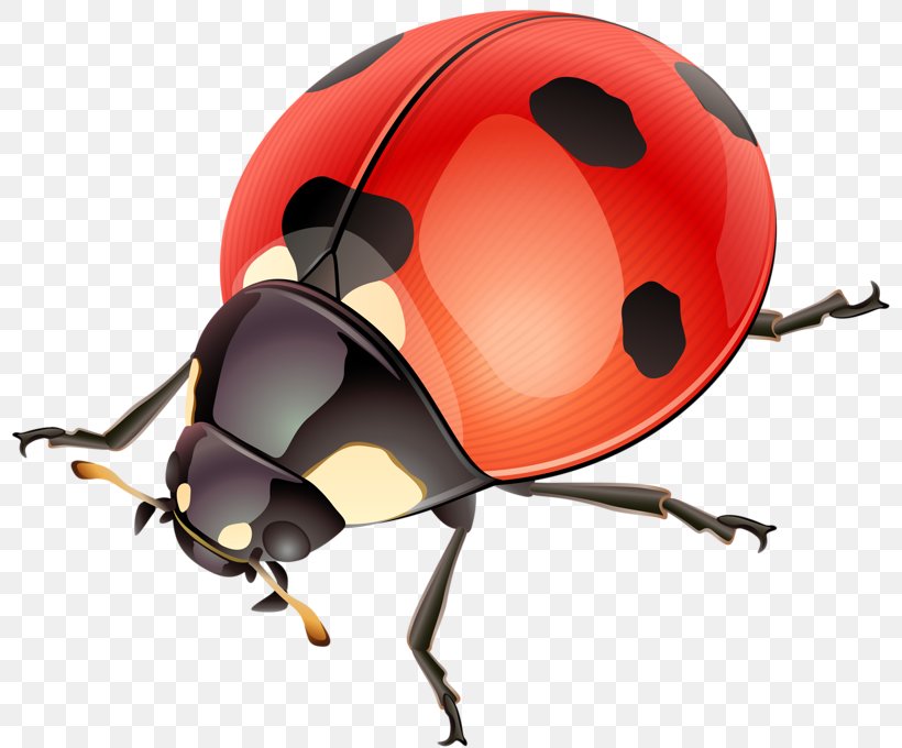 Ladybird Beetle Illustration, PNG, 800x680px, Ladybird, Antenna, Arthropod, Beetle, Bicycle Helmet Download Free