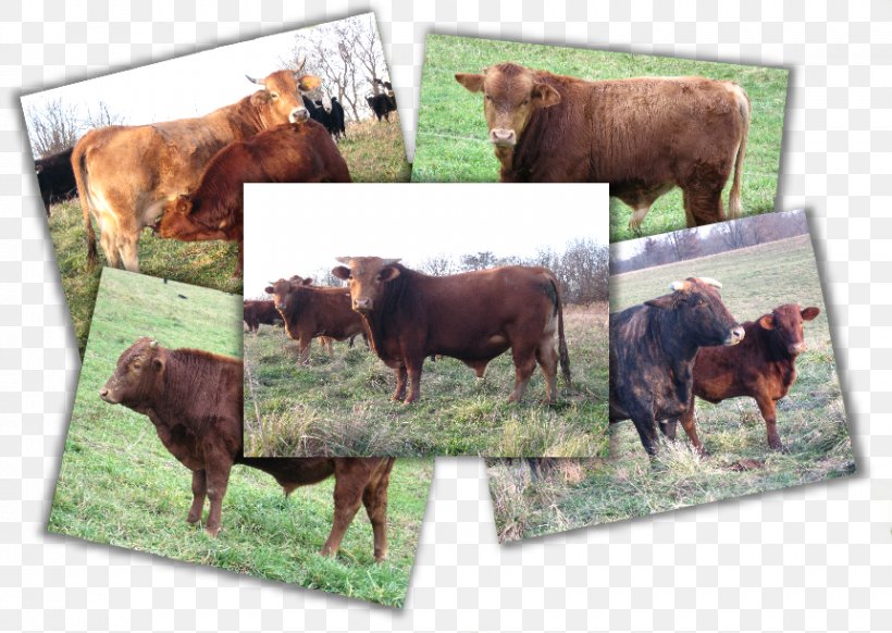Beefmaster American Cattle Bull Ox Breed, PNG, 861x612px, Beefmaster, American Cattle, Animal, Breed, Bull Download Free