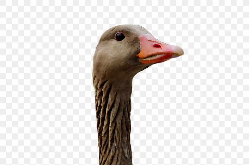 Bird Goose Beak Water Bird Ducks, Geese And Swans, PNG, 1920x1276px, Goose, Animal, Beak, Bird, Duck Download Free