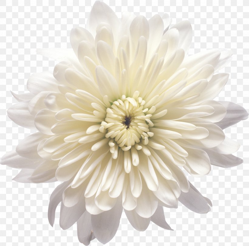 Chrysanthemum Xd7grandiflorum Flower White Clip Art, PNG, 1950x1932px, Chrysanthemum Xd7grandiflorum, Chamomile, Chrysanthemum, Chrysanths, Cut Flowers Download Free