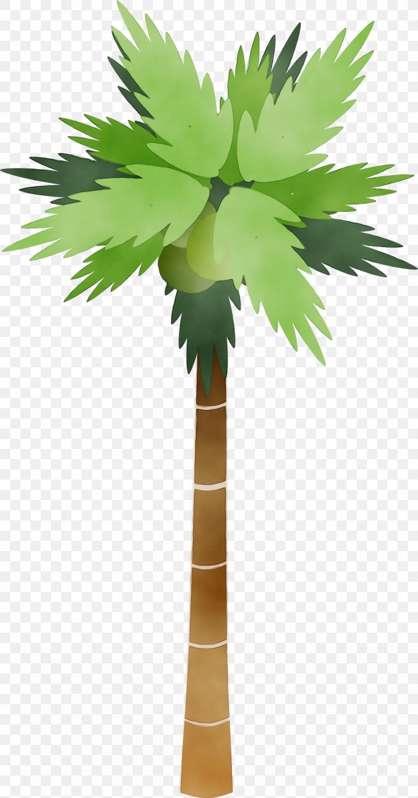 Clip Art Palm Trees Vector Graphics, PNG, 1331x2539px, Palm Trees, Arecales, Borassus Flabellifer, Coconut, Date Palm Download Free