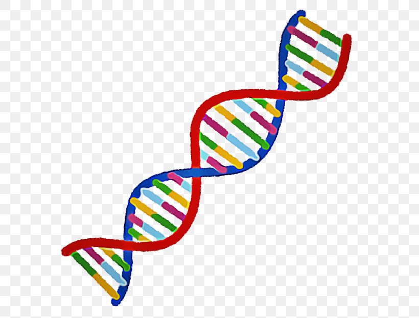 Double Helix, PNG, 623x623px, Genome, Baby Toys, Chromosome, Dna, Ends Download Free