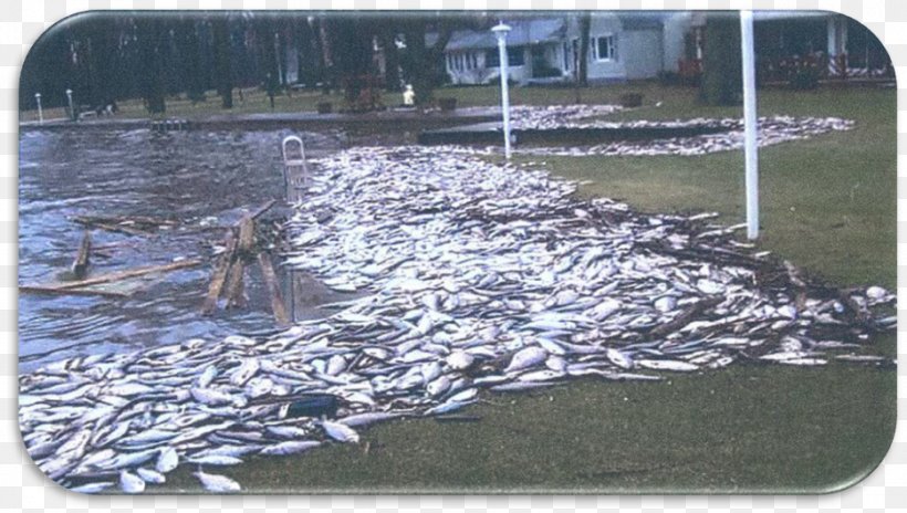 Grand Lake St. Marys State Park Algal Bloom Fish Kill Algae Blue-green Bacteria, PNG, 933x528px, Grand Lake St Marys State Park, Algae, Algal Bloom, Bluegreen Bacteria, Body Of Water Download Free