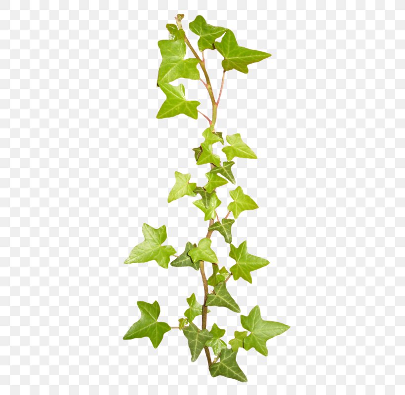Green Vine Color, PNG, 384x800px, Green, Branch, Color, Cyan, Document File Format Download Free
