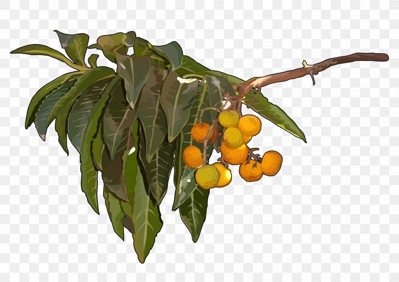 Trees Cartoon, PNG, 3508x2480px, Teide, Branch, Canary Islands, Citrus, Diospyros Download Free