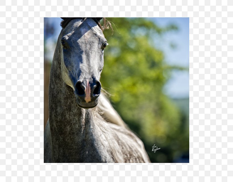Arabian Horse Mane Halter Mustang Stallion, PNG, 512x640px, Arabian Horse, Bridle, Fauna, Grass, Halter Download Free