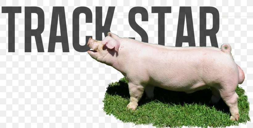 Daily Devotions Business Television Channel Animal Gear Online Shop Sky Sports F1, PNG, 1131x576px, Business, Domestic Pig, Grass, Livestock, Logo Download Free