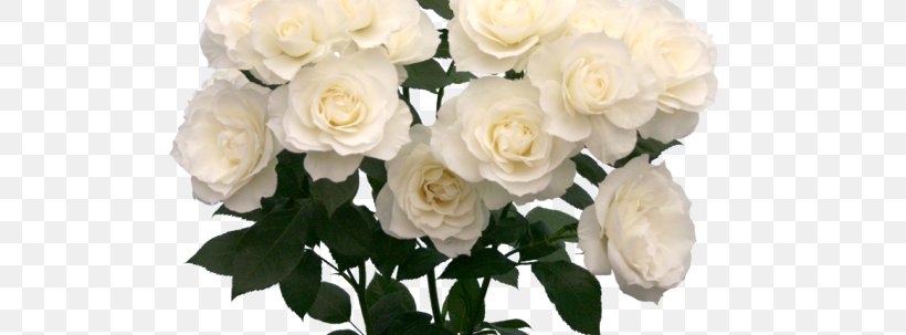 Garden Roses Centifolia Roses Floribunda White Cut Flowers, PNG, 540x303px, Garden Roses, Centifolia Roses, Child, Cut Flowers, Floral Design Download Free